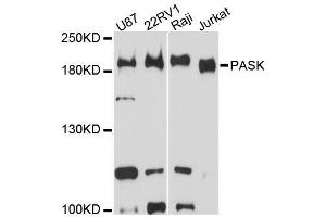 Western blot analysis of extracts of various cell lines, using PASK antibody (ABIN5996617) at 1:3000 dilution. (PASK antibody)