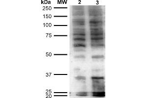 Western Blot analysis of Human Cervical Cancer cell line (HeLa) showing detection of Hexanoyl-Lysine adduct-BSA using Mouse Anti-Hexanoyl-Lysine adduct Monoclonal Antibody, Clone 5D9 . (Hexanoyl-Lysine Adduct (HEL) antibody (HRP))