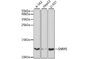 Western blot analysis of extracts of various cell lines, using SNRPE antibody. (SNRPE antibody  (AA 1-92))