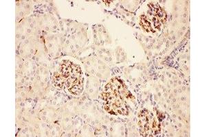 IHC-P: ACTH antibody testing of rat kidney tissue (ACTH antibody  (Middle Region))