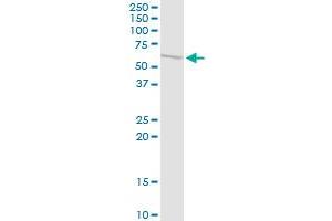 MMP10 MaxPab polyclonal antibody. (MMP10 antibody  (AA 1-476))