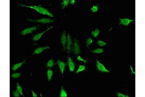 ZNF98 antibody  (AA 1-135)
