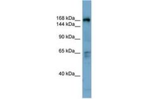 Image no. 1 for anti-Dedicator of Cytokinesis 2 (DOCK2) (C-Term) antibody (ABIN6741828) (DOCK2 antibody  (C-Term))