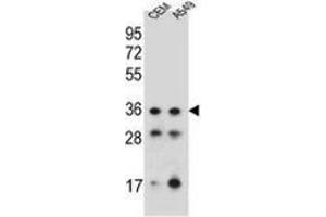Western blot analysis in CEM, A549 cell line lysates (35ug/lane) using NKX1-1  Antibody . (NKX1-1 antibody  (Middle Region))