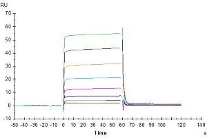Rituximab captured on CM5 Chip via Protein A can bind Human Fc gamma RIIA(H167), His-Avi Tag with an affinity constant of 0. (FCGR2A Protein (AA 36-218) (His-Avi Tag))