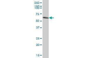 MTM1 MaxPab polyclonal antibody. (MTM1 antibody  (AA 1-603))