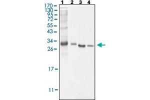 Western Blot analysis of Lane 1: NIH/3T3, Lane 2: HeLa, Lane 3: MCF-7 and Lane 4: Jurkat cell lysate. (BCL10 antibody)