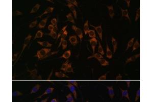 Immunofluorescence analysis of L929 cells using RPS13 Polyclonal Antibody at dilution of 1:100. (RPS13 antibody)