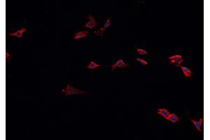 ABIN6267003 staining A549? (HSP90AA1 antibody  (C-Term))
