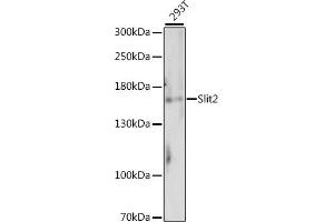 Western blot analysis of extracts of 293T cells, using Slit2 antibody (ABIN7270336). (SLIT2 antibody  (AA 1330-1529))