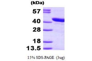 SDS-PAGE (SDS) image for HSPA Binding Protein, Cytoplasmic Cochaperone 1 (HSPBP1) (AA 1-362) protein (His tag) (ABIN667132)