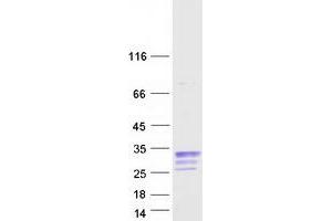 Validation with Western Blot (CBLN1 Protein (Myc-DYKDDDDK Tag))