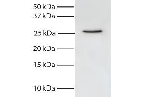 Total cell lysates from Jurkat cells were resolved by electrophoresis, transferred to PVDF membrane, and probed with Mouse Anti-Human FADD-UNLB secondary antibody and chemiluminescent detection.