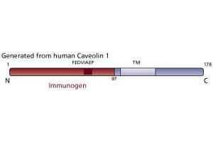 Image no. 3 for anti-Caveolin 1, Caveolae Protein, 22kDa (CAV1) (AA 1-97) antibody (ABIN967714)