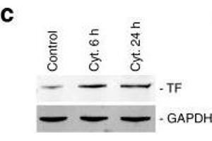 Cytokines induce TF expression in human islets and MIN-6 cells. (Tissue factor antibody)
