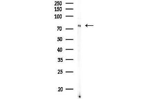 Western blot analysis of lysates from MC-3T3-E1 cells, using Phospho-Bcl6 (Ser333) Antibody at 1/1000 dilution.