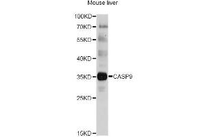 Western blot analysis of extracts of mouse liver, using CASP9 antibody (ABIN5997370) at 1/1000 dilution. (Caspase 9 antibody)