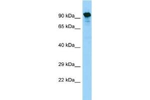 WB Suggested Anti-SYTL5 Antibody Titration: 1. (SYTL5 antibody  (Middle Region))