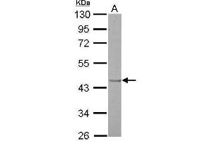 Western Blotting (WB) image for anti-Sphingosine-1-Phosphate Receptor 1 (S1PR1) (C-Term) antibody (ABIN2857018)
