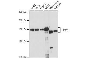 Western blot analysis of extracts of various cell lines, using BMS1 antibody (ABIN7265889) at 1:1000 dilution.