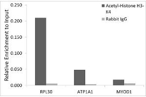 Chromatin immunoprecipitation analysis of extracts of HeLa cells, using Acetyl-Histone H3-K4 antibody (ABIN7267672) and rabbit IgG. (Histone 3 antibody  (H3K4))