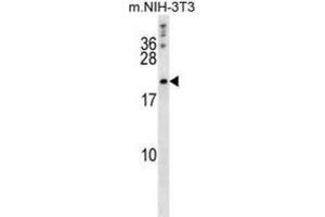 Western Blotting (WB) image for anti-BCL2-Like 2 (BCL2L2) (BH3 Domain) antibody (ABIN2997114) (BCL2L2 antibody  (BH3 Domain))