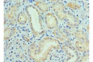 Immunohistochemistry of paraffin-embedded human kidney tissue using ABIN7148758 at dilution of 1:100