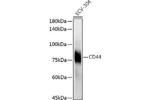 Western blot analysis of extracts of ECV-304 cells, using CD44 antibody (ABIN6127601, ABIN6138192, ABIN6138194 and ABIN6213814) at 1:1000 dilution. (CD44 antibody  (AA 346-385))