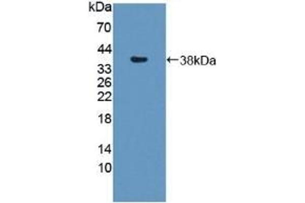 SNTB1 antibody  (AA 2-297)
