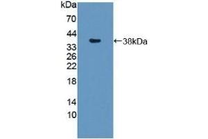 SNTB1 antibody  (AA 2-297)
