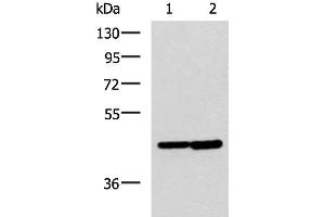Western blot analysis of Hela and Jurkat cell lysates using LAMP3 Polyclonal Antibody at dilution of 1:600 (LAMP3 antibody)