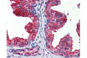 Anti-CYB5A / Cytochrome b5 antibody IHC of human prostate. (CYB5A antibody  (AA 1-135))