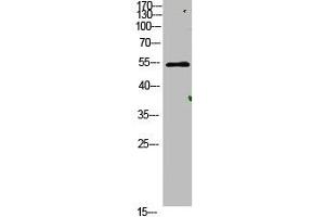 Western Blot analysis of mouse-lung cells using primary antibody diluted at 1:500(4 °C overnight).