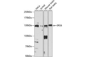Western blot analysis of extracts of various cell lines, using IPO8 antibody (ABIN7267859) at 1:1000 dilution. (Importin 8 antibody  (AA 878-1037))