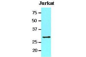 Western Blotting (WB) image for anti-14-3-3 theta (YWHAQ) (AA 1-245), (N-Term) antibody (ABIN336111) (14-3-3 theta antibody  (N-Term))