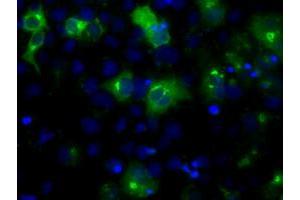 Anti-LIPG mouse monoclonal antibody (ABIN2453248) immunofluorescent staining of COS7 cells transiently transfected by pCMV6-ENTRY LIPG (RC209248). (LIPG antibody)