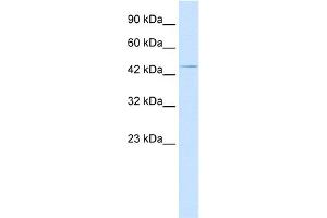 WB Suggested Anti-HOXA3 Antibody Titration:  2. (HOXA3 antibody  (C-Term))