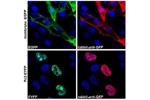 Immunocytochemistry staining (confocal microscopy) of COS-7 cells transfected with expression constructs encoding membrane-tethered EGFP (membrane-EGFP, top) or nuclear Polycomb 2-EYFP fusion protein (Pc2-EYFP, bottom). (GFP antibody)