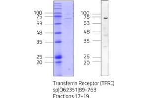 Western Blotting (WB) image for Transferrin Receptor (p90, CD71) (TFRC) (AA 89-763) protein (His tag) (ABIN3135544) (Transferrin Receptor Protein (AA 89-763) (His tag))