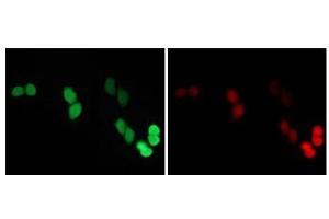 Immunofluorescence (IF) image for anti-Red Fluorescent Protein (RFP) antibody (ABIN1449291) (RFP antibody)