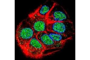 Confocal immunofluorescent analysis of CCDC153 Antibody (N-term)(Cat#AP50770PU-N) with HepG2 cell followed by Alexa Fluor 488-conjugated goat anti-rabbit lgG (green). (CCDC153 antibody  (N-Term))