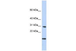 POLR2K antibody used at 1 ug/ml to detect target protein. (POLR2K antibody  (Middle Region))