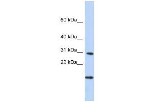 POLR2K antibody  (Middle Region)