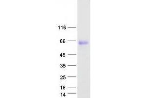 Validation with Western Blot (GPR56 Protein (Transcript Variant 4) (Myc-DYKDDDDK Tag))