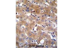 TRPM8 Antibody (Center) immunohistochemistry analysis in formalin fixed and paraffin embedded human liver tissue followed by peroxidase conjugation of the secondary antibody and DAB staining. (TRPM8 antibody  (Middle Region))