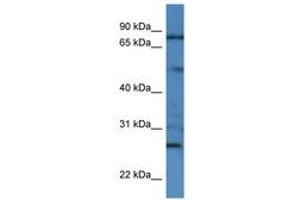 Image no. 1 for anti-Golgin A1 (GOLGA1) (N-Term) antibody (ABIN6746387) (GOLGA1 antibody  (N-Term))