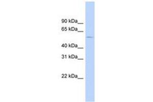 Image no. 1 for anti-Serotonin Receptor 2B (HTR2B) (AA 35-84) antibody (ABIN6742195) (Serotonin Receptor 2B antibody  (AA 35-84))