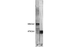 Western blot of whole rat cerebellum homogenate stained with ABIN1842266 in the left strip, at dilution of 1:20,000.