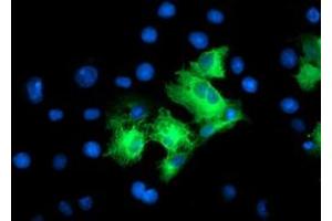 Immunofluorescence (IF) image for anti-Leucine Rich Repeat Containing 50 (LRRC50) antibody (ABIN1499206) (LRRC50 antibody)
