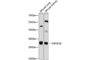 Western blot analysis of extracts of various cell lines, using TNFSF10 antibody (ABIN6134952, ABIN6149332, ABIN6149335 and ABIN6215635) at 1:3000 dilution. (TRAIL antibody  (AA 1-100))